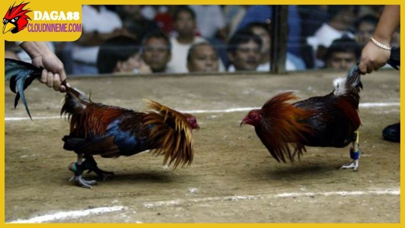 Thông tin về đá gà trực tiếp mới nhất