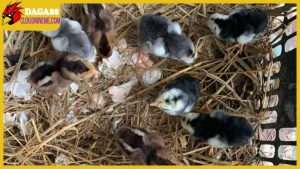 Cách chăm sóc gà chọi con