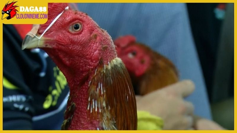 Chọn giống gà chọi Thái Lan để nuôi ở Việt Nam, tại sao không?