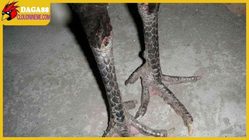 Gà chân chì tốt hay xấu,