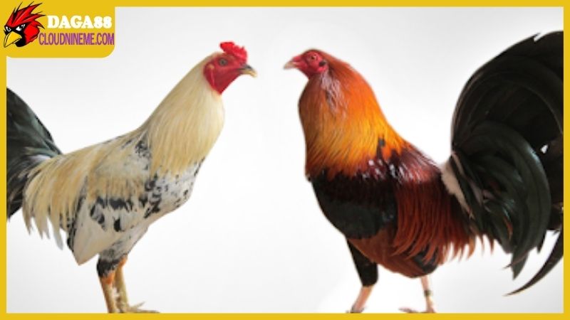 Kỹ thuật nuôi gà đá xây dựng trên nền tảng chọn giống