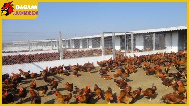 Daga88 chia sẻ kỹ thuật nuôi gà thả vườn từ bước chuẩn bị chuồng trại