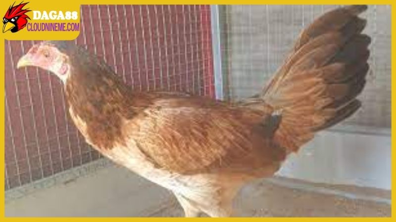 Vì sao gà Asil lai Mỹ lại hot đến như thế?