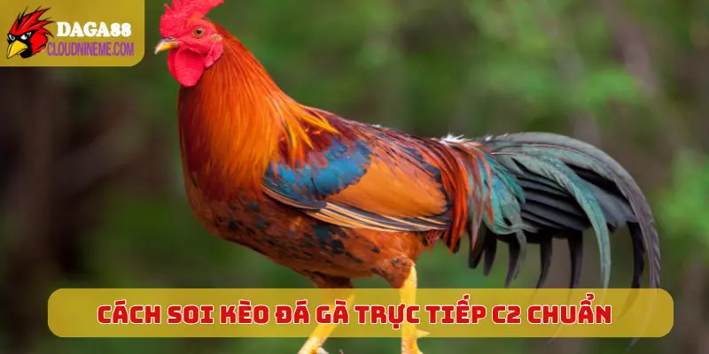 Cách soi kèo Đá Gà Trực Tiếp C2 chuẩn, dễ trúng