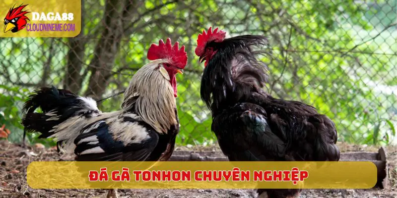 Đá gà Tonhon chuyên nghiệp với quy mô tổ chức cực lớn
