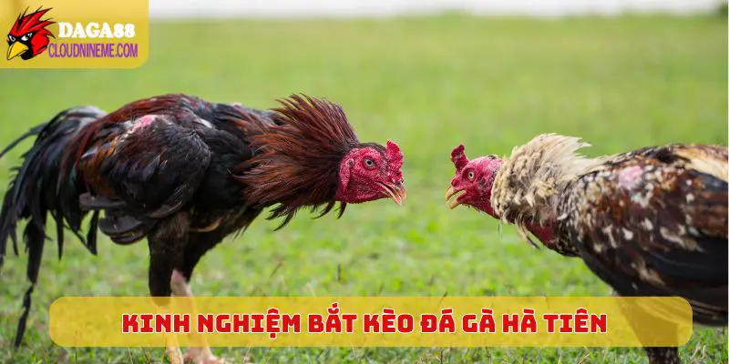 Kinh nghiệm bắt kèo đá gà Hà Tiên