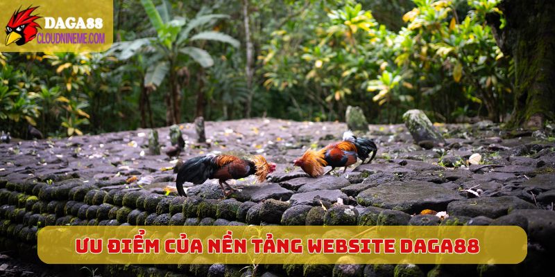 Ưu điểm vượt trội của nền tảng website Daga88